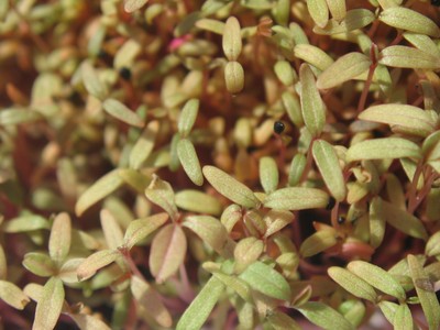 Redroot Pigweed (3)a.jpg