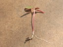 Redroot Pigweed (6).jpg