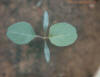 Redroot pigweed-seedling 3_small.JPG
