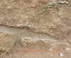 Panicle3RK_small.jpg