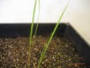 rescuegrass2_small.JPG