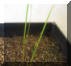 rescuegrass2_small1.JPG