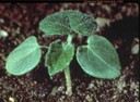 Velvetleaf (2 true leaves).jpg