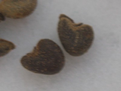 Velvetleaf (4).jpg