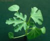 Venice mallow(close-up)_small.JPG