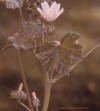 Venice mallow(flower)_small.JPG