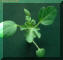 Venice mallow-4_small1.JPG