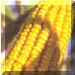 Copy_2_of_yellowdentcorncrop_small.JPG