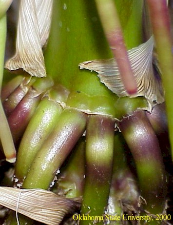 Mvc-485fcrop.JPG