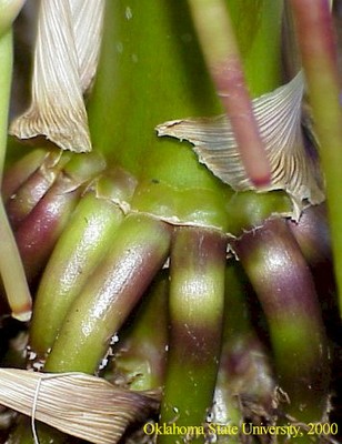 Mvc-485fcrop.JPG