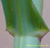 Mvc-497fcrop_small.JPG