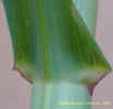 Mvc-497fcrop_small.JPG