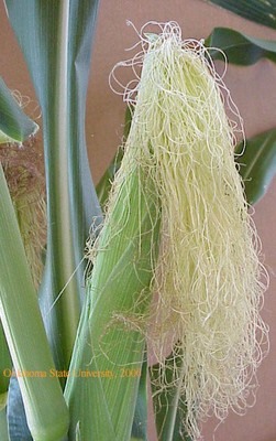 Mvc-503fcrop.JPG