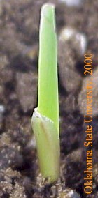 cornseedlingcrop.JPG