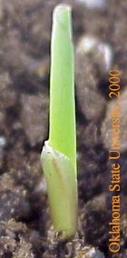 cornseedlingcrop.JPG