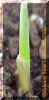 cornseedlingcrop_small.JPG