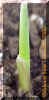 cornseedlingcrop_small.JPG
