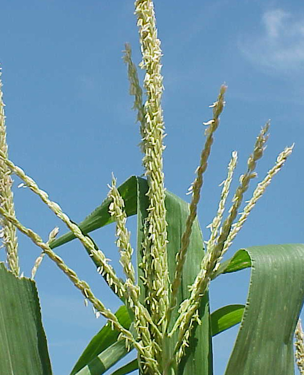 corntasslewcrop.jpg