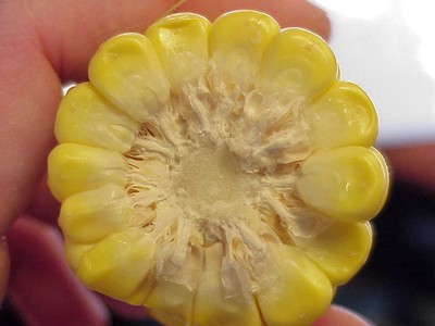 ear_of_corn_side_view.JPG