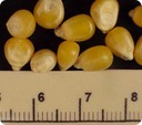 popcorn2crop.jpg