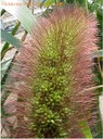foxtailmilletplant1crop.jpg