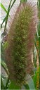 foxtailmilletplant2crop.jpg