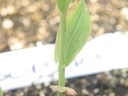 Grain Sorghum 2 (10).jpg