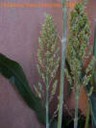 Mvc-013ecrop_small1.JPG