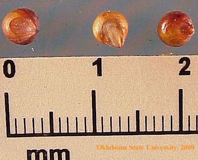 Sorghum-MVC-013Xcrop.JPG