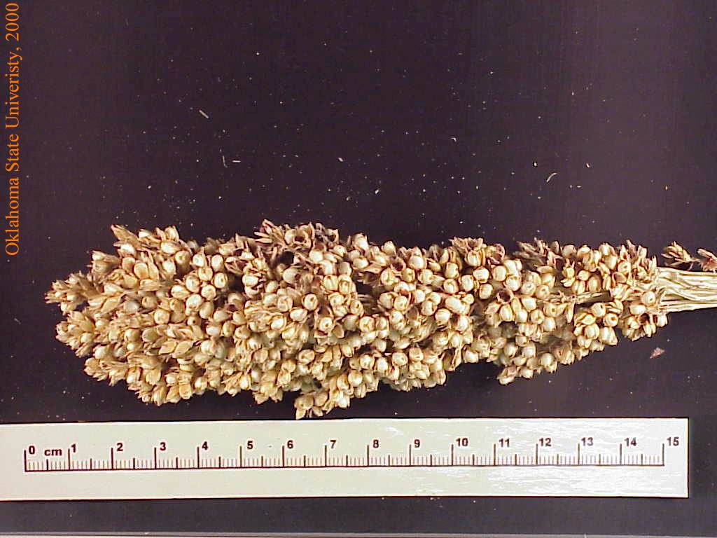 grainsorghumplnt4crop.jpg