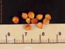 grainsorghumseed1crop_small.jpg