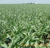 sorghumfieldcrop_small.JPG