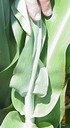 sorghumwaxcoatingcrop.JPG