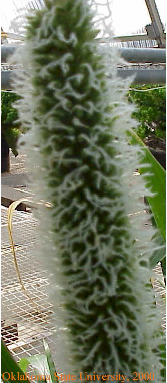 pearlmilletinfl2crop.jpg