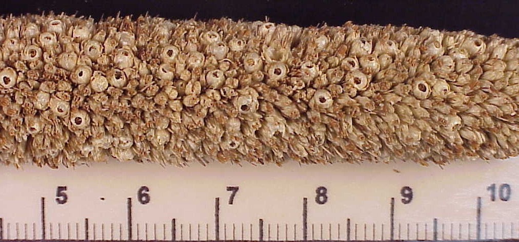 pearlmilletplnt2crop.jpg