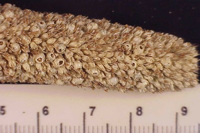 pearlmilletplnt5crop.jpg