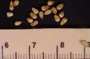 pearlmilletseed5crop_small1.jpg