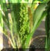 IMG_prossomilletfl1_small1.JPG