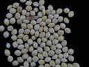 Proso Millet (3).jpg