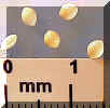 prosomillet-070crop_small.JPG