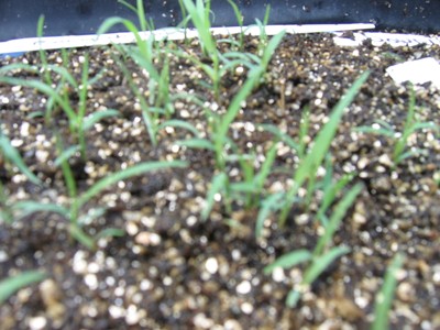 Bermuda Grass (1).jpg