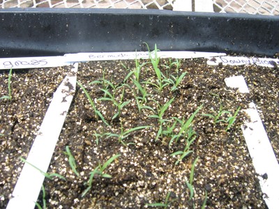 Bermuda Grass (2).jpg