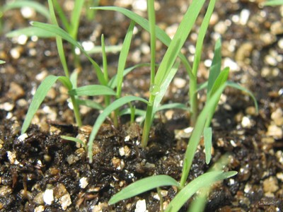 Bermuda Grass (5).jpg