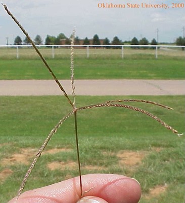 Mvc-778lcrop.jpg