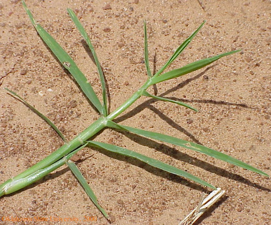 Mvc-782lcrop.jpg