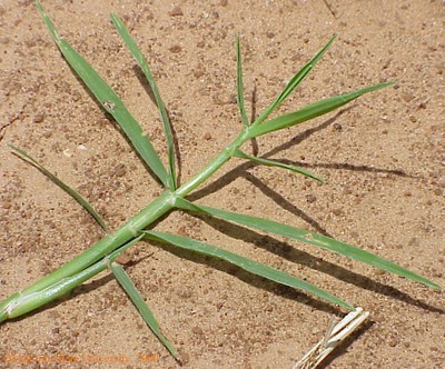 Mvc-782lcrop.jpg