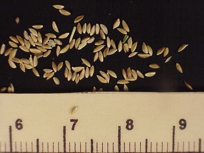 bermudagrassseed4.jpg.jpg