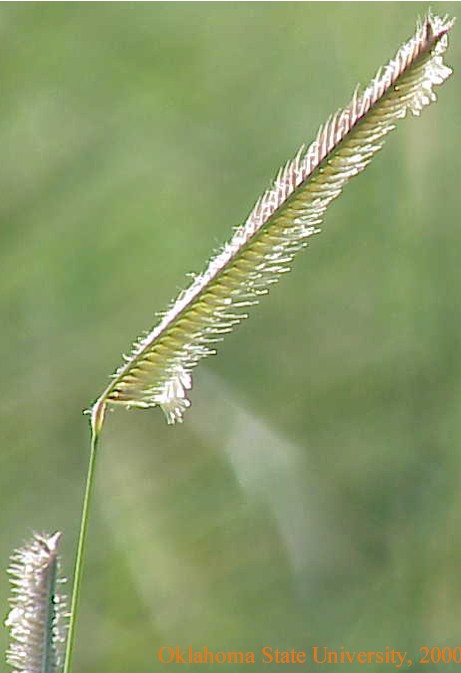Mvc-614lcrop.jpg