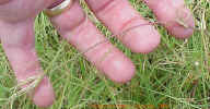 stoloninhandcrop_small.jpg