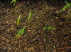 IMG_indaingrass1_small.JPG